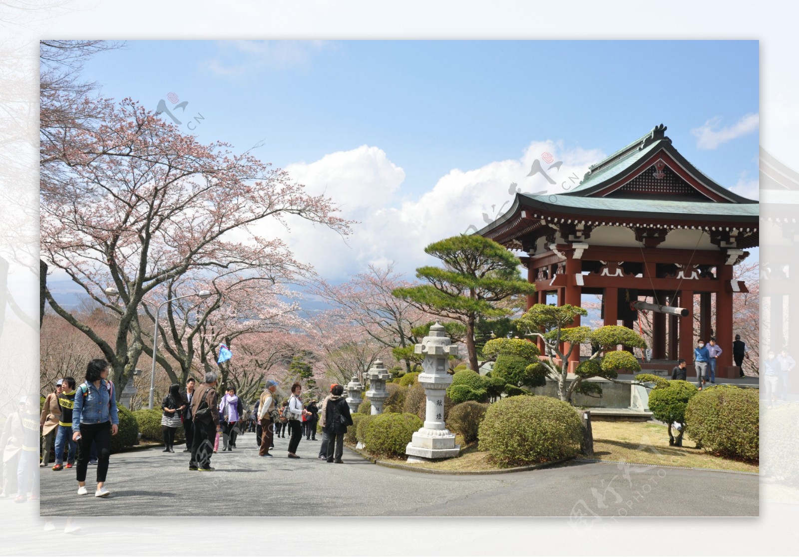 日本平和公园樱花图片