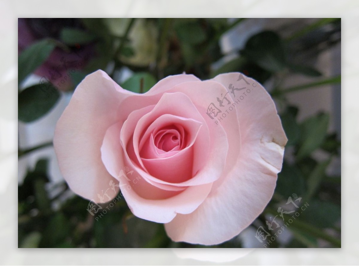 粉色玫瑰花图片图片