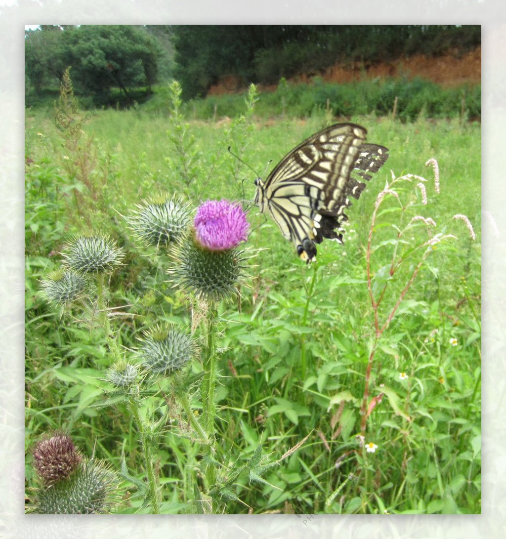 蝴蝶与罂粟花图片