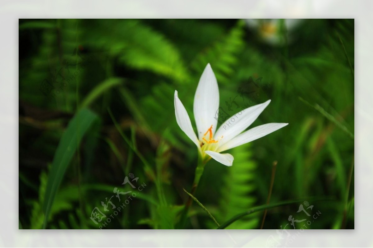 白色的花图片