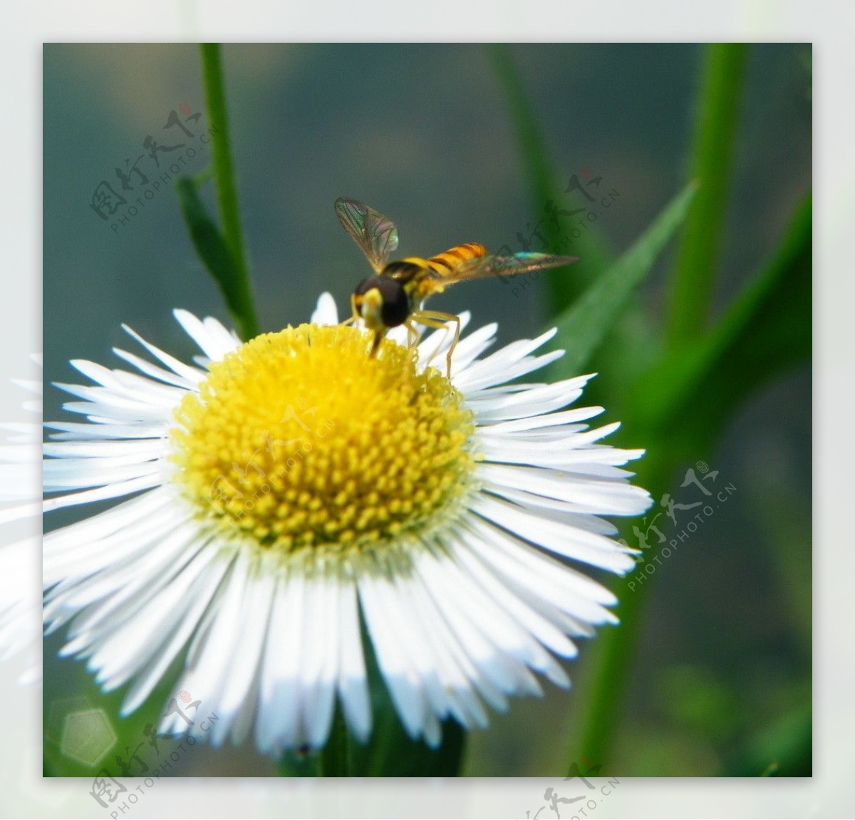 黑纹食蚜蝇与千层塔一年蓬图片