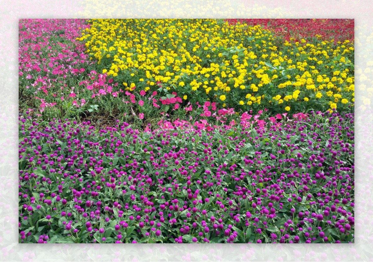 好看的紫色花丛图片(4) - 25H.NET壁纸库