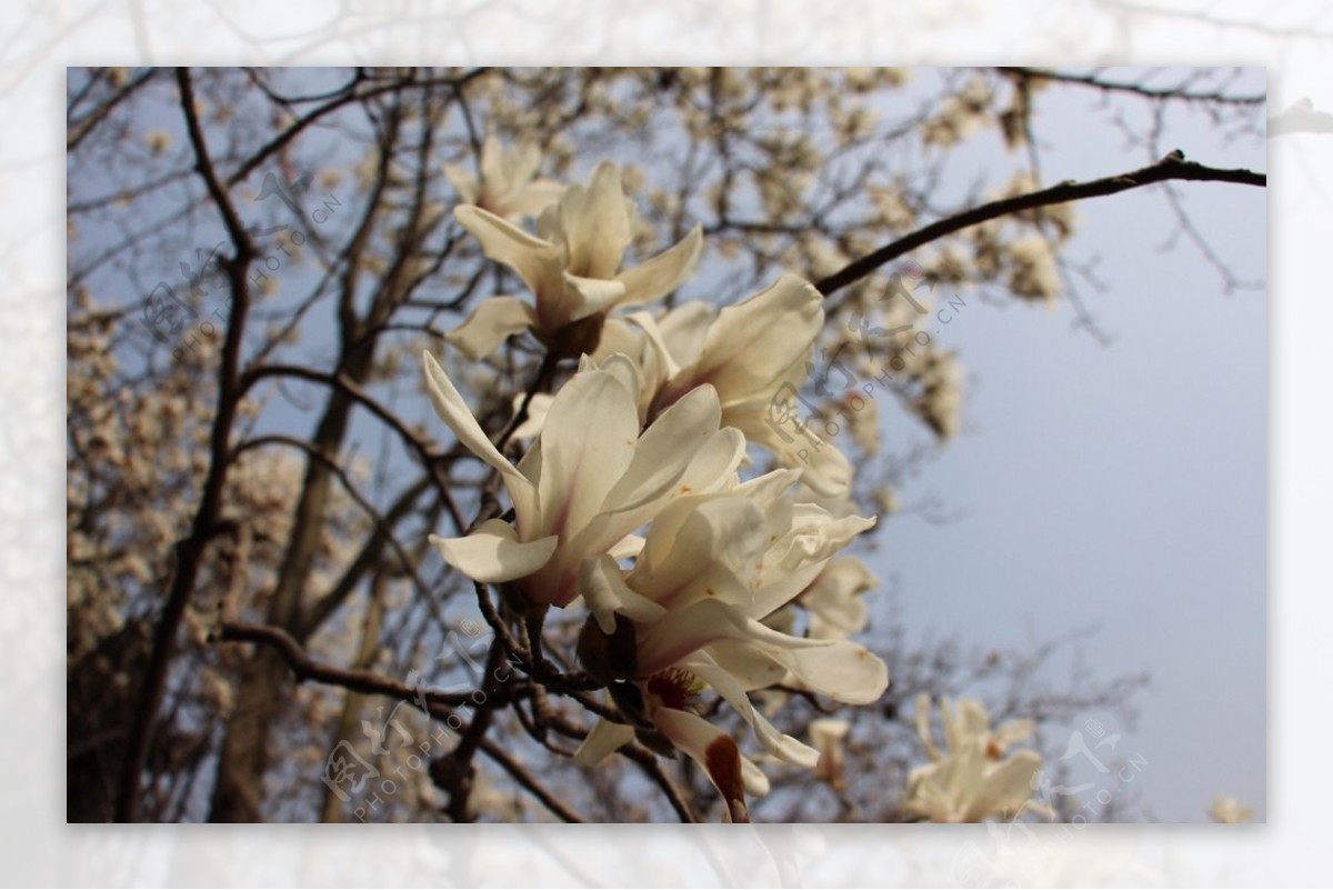 玉兰花图片