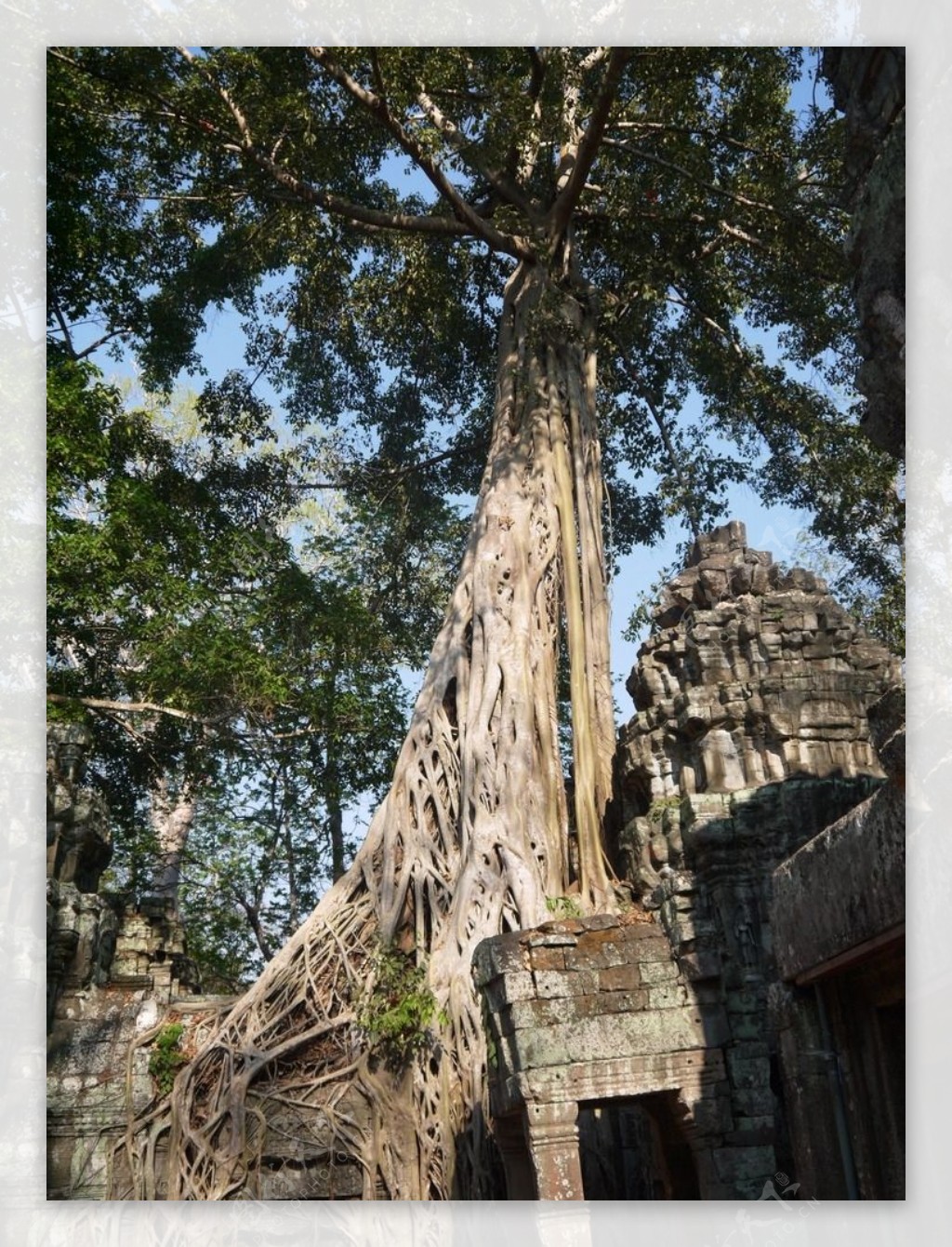 塔布隆寺的古树图片
