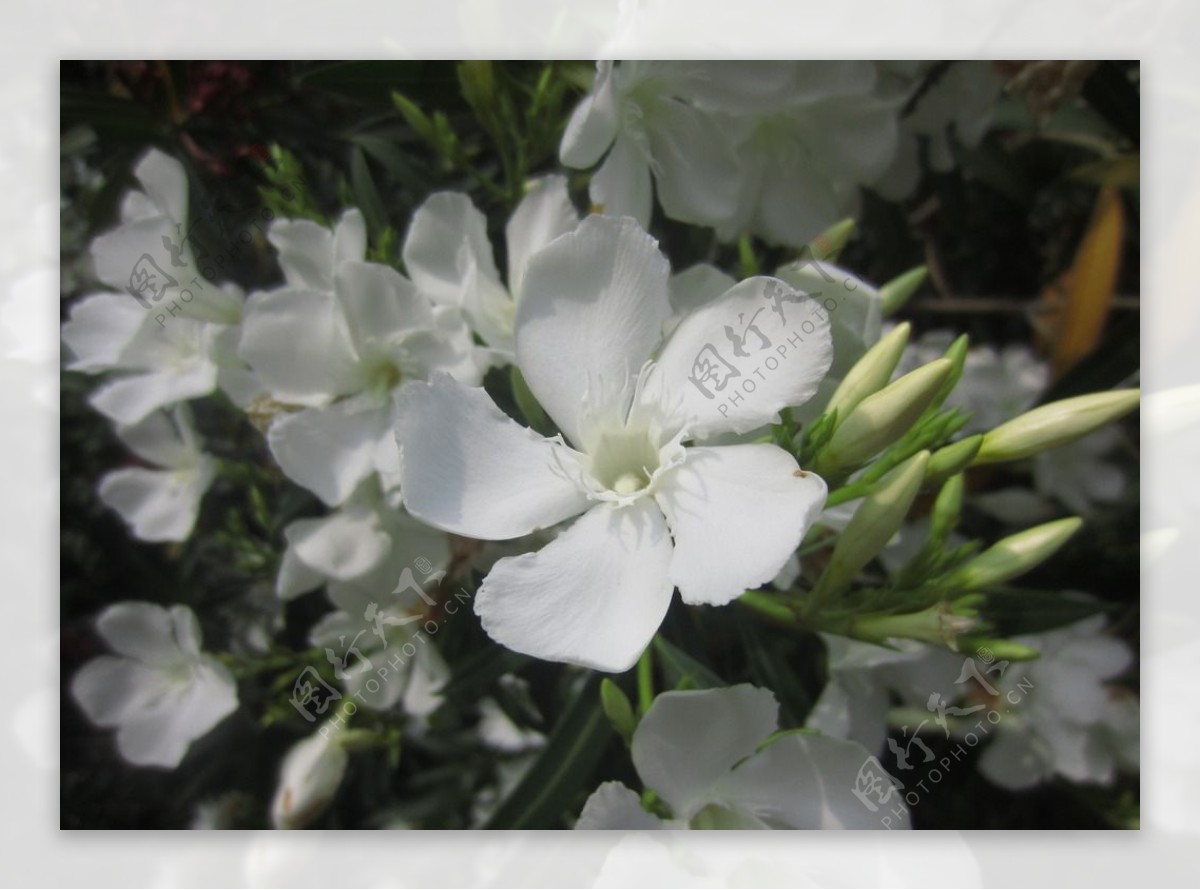 小白花图片