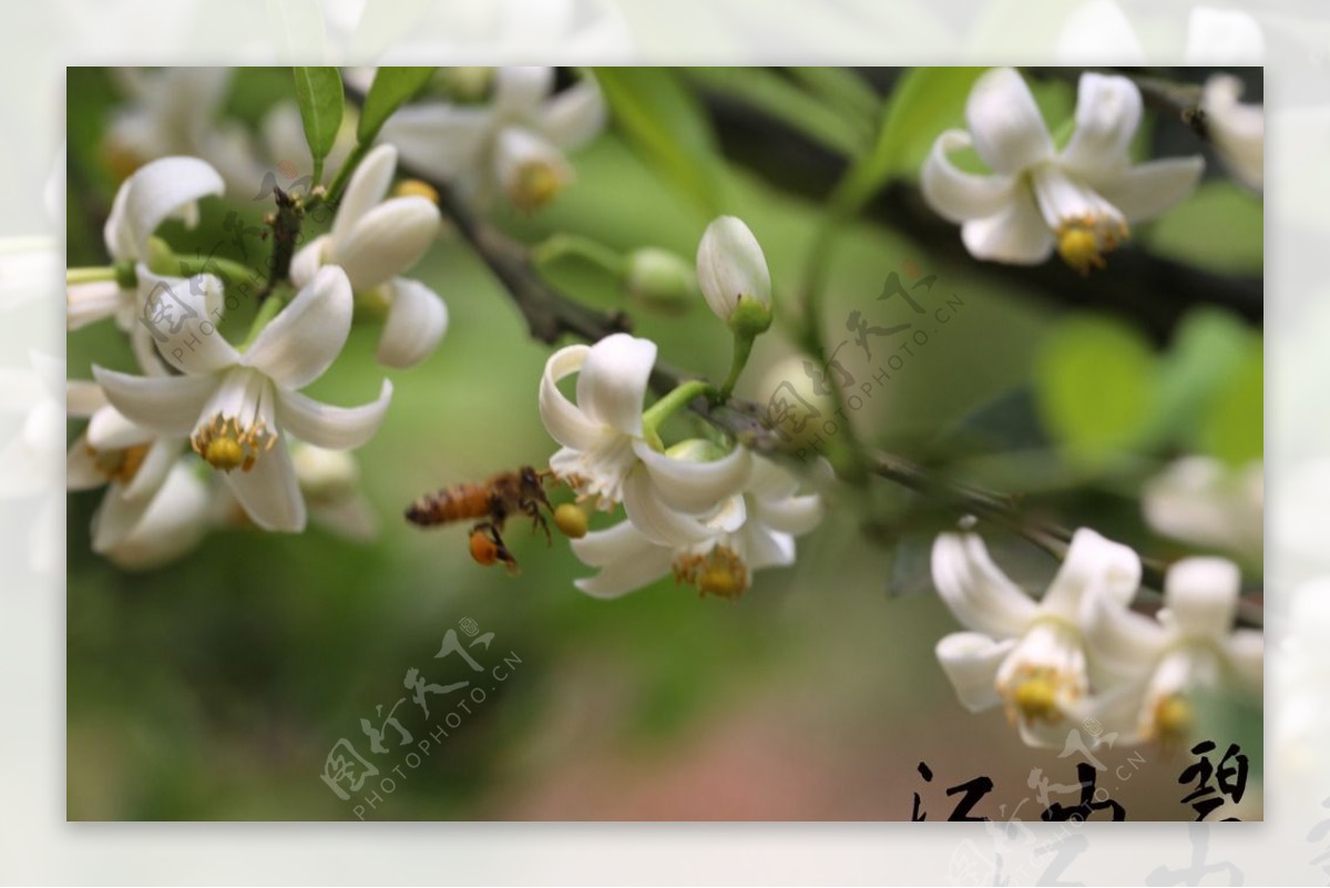 蜜蜂采桔花图片