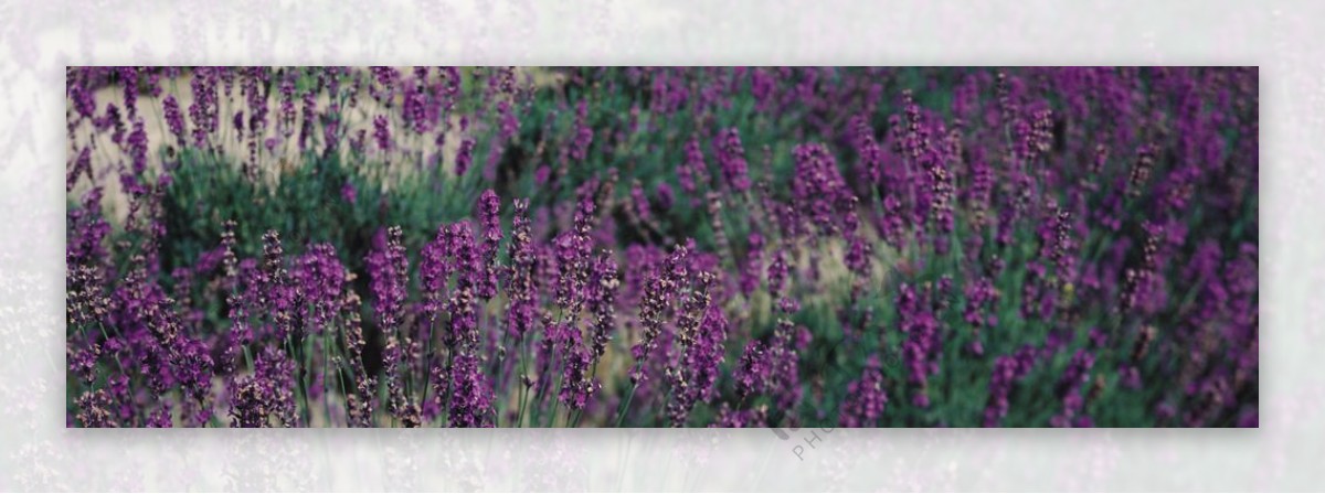 紫色群花图片
