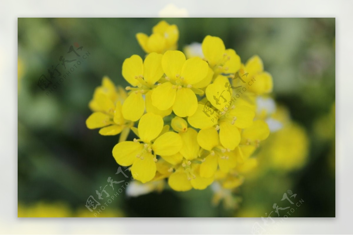 油菜花图片