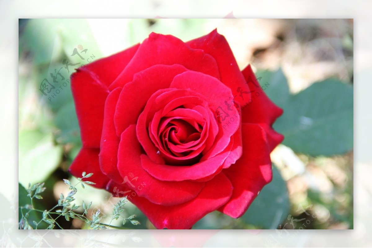 壁纸 花束，红玫瑰，花朵的特写 2560x1920 HD 高清壁纸, 图片, 照片