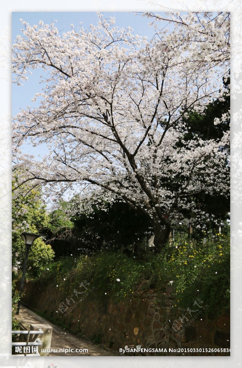 樱花抄图片