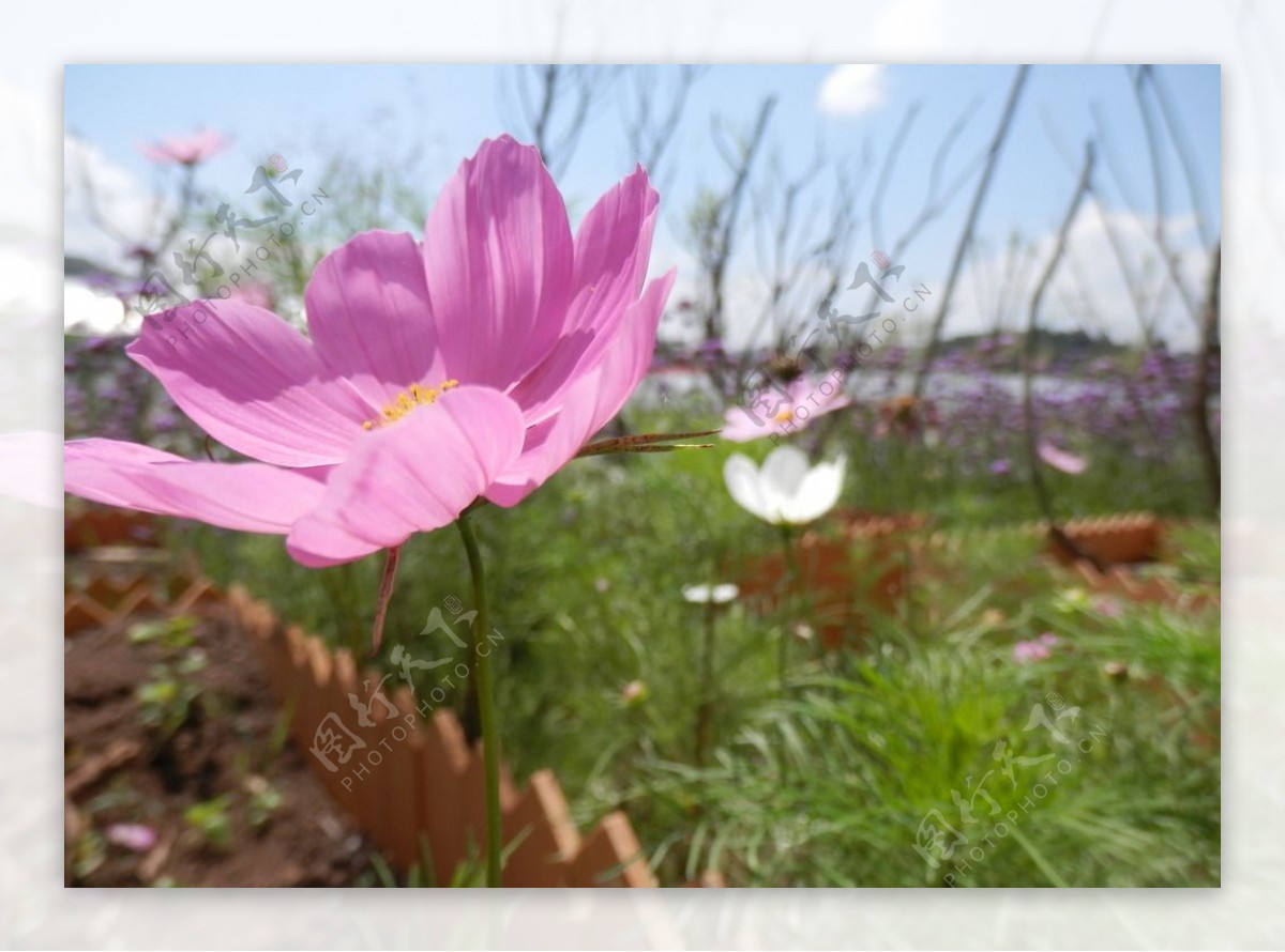 荞花图片