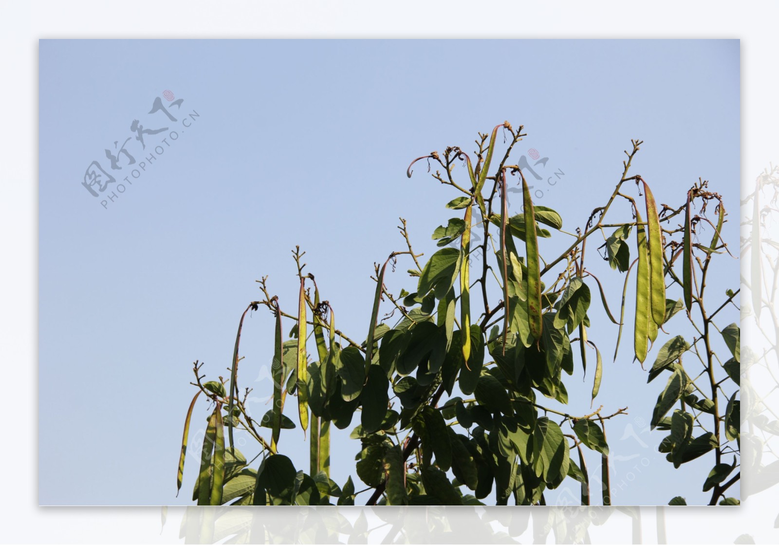 紫荆花果实图片