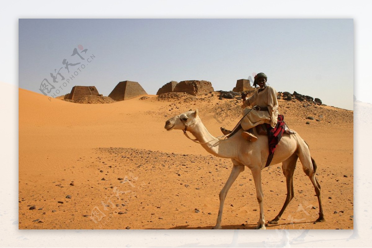 苏丹骆驼图片