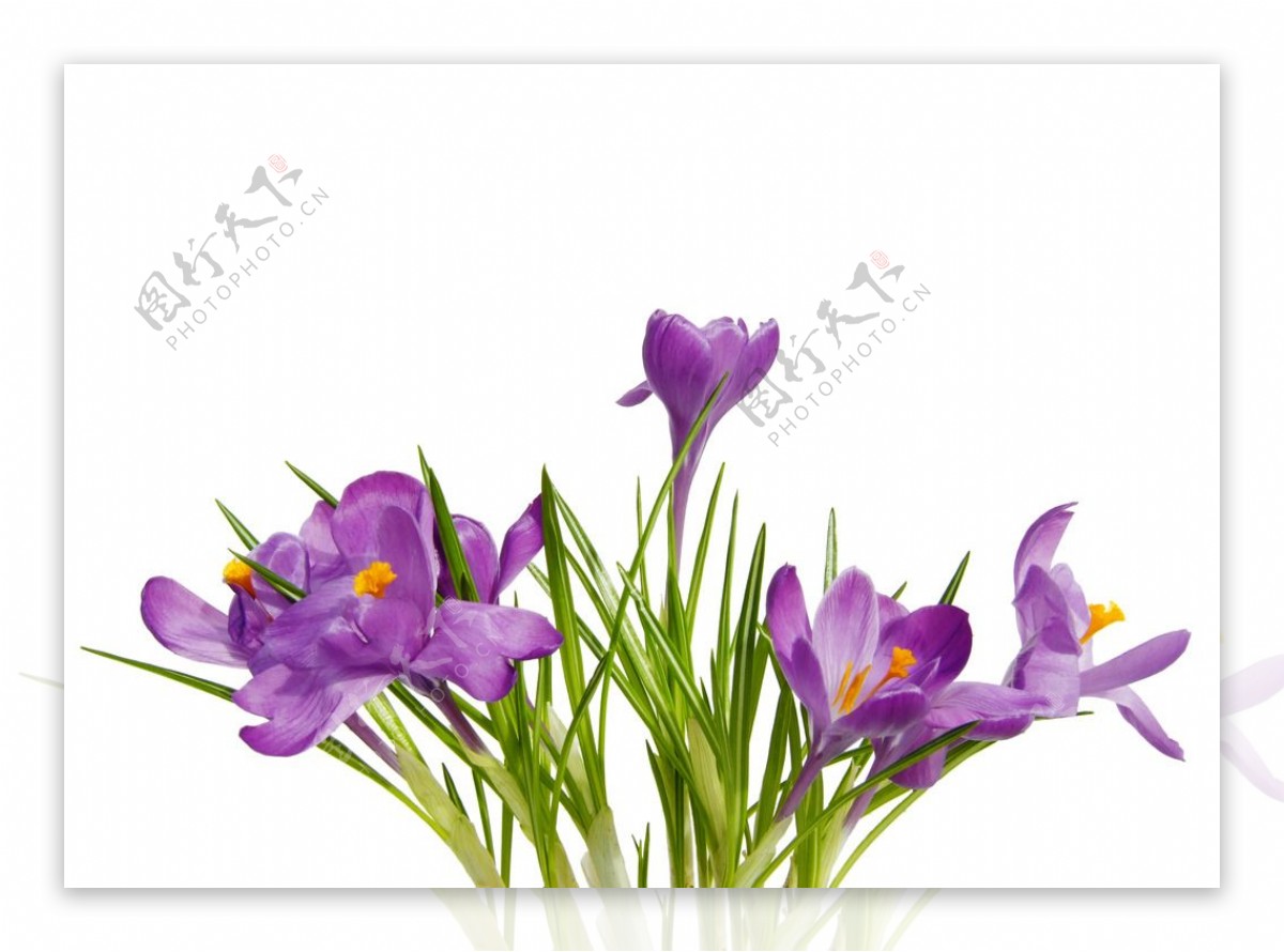 紫色水仙花图片