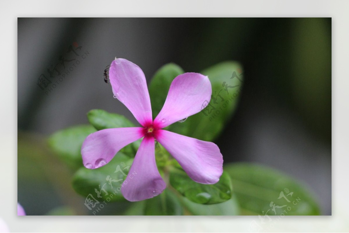 鲜花图片