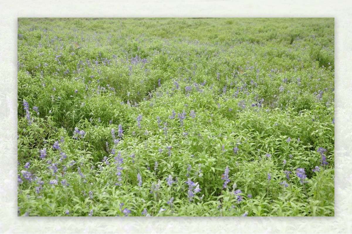 紫色熏衣草香水植图片