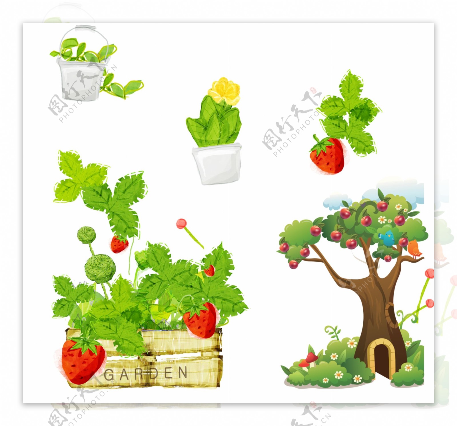 草莓苹果树图片