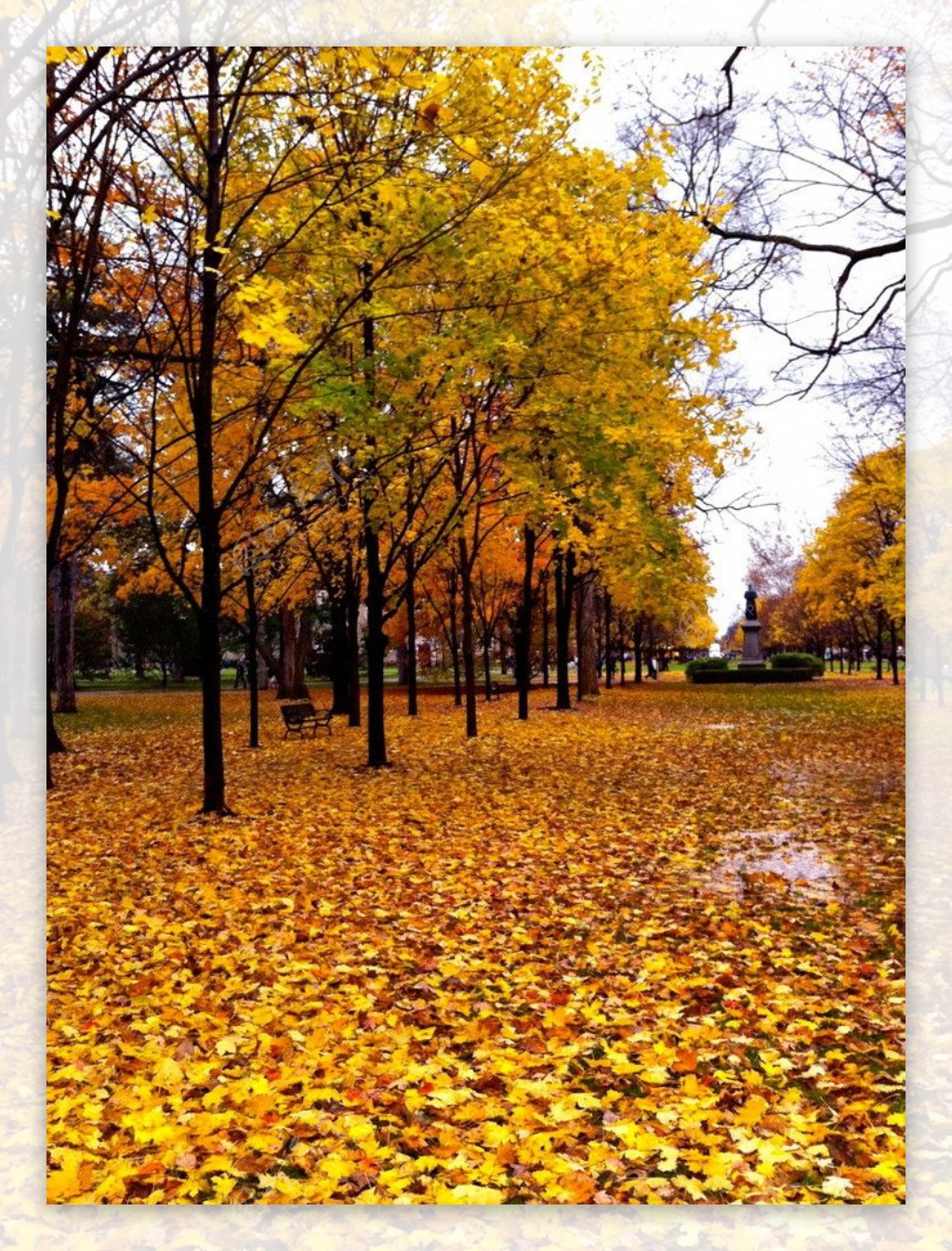 秋叶满地的校园图片