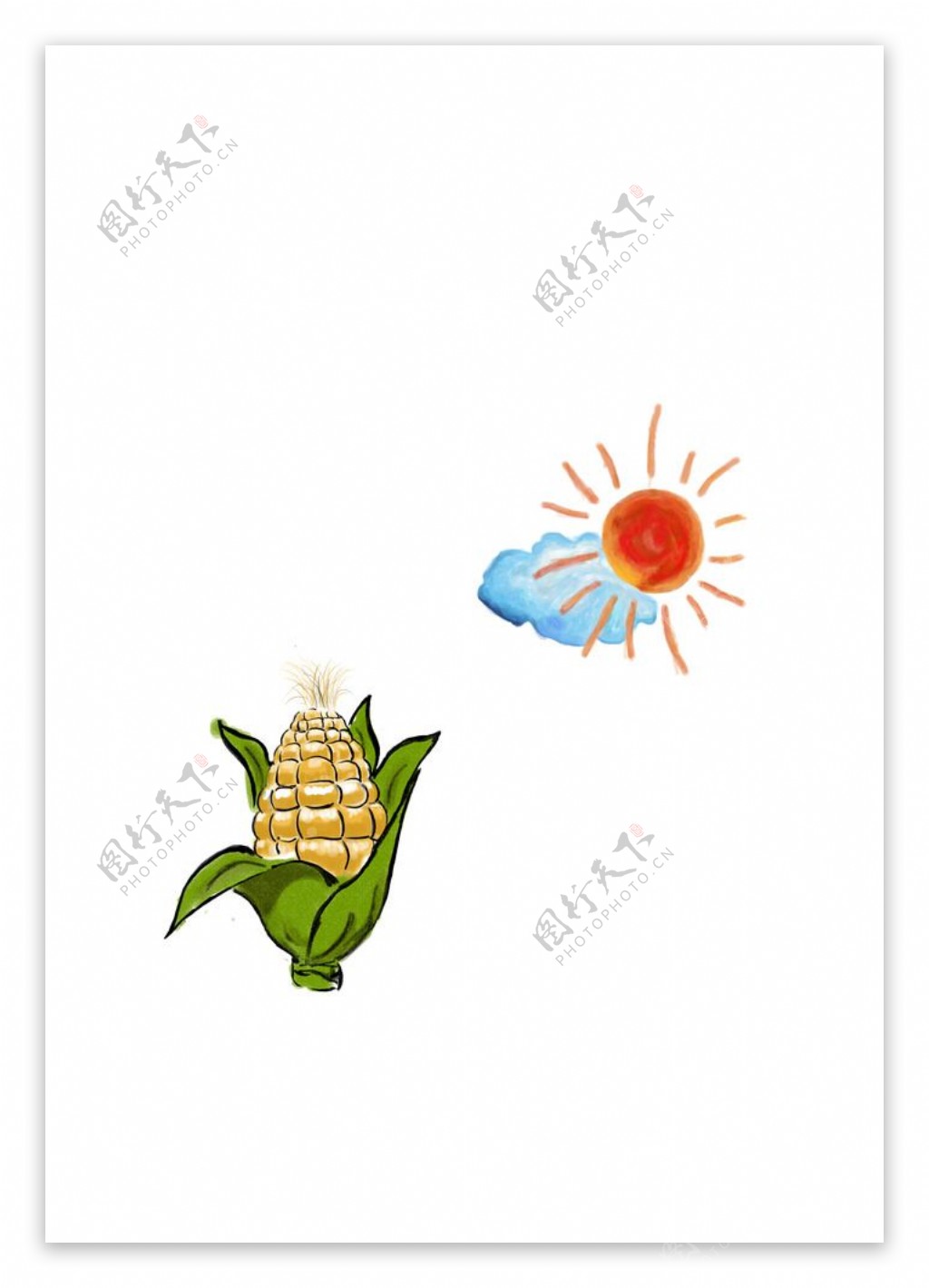 手绘玉米图片