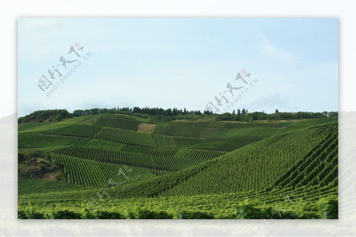 德国葡萄园风景图片