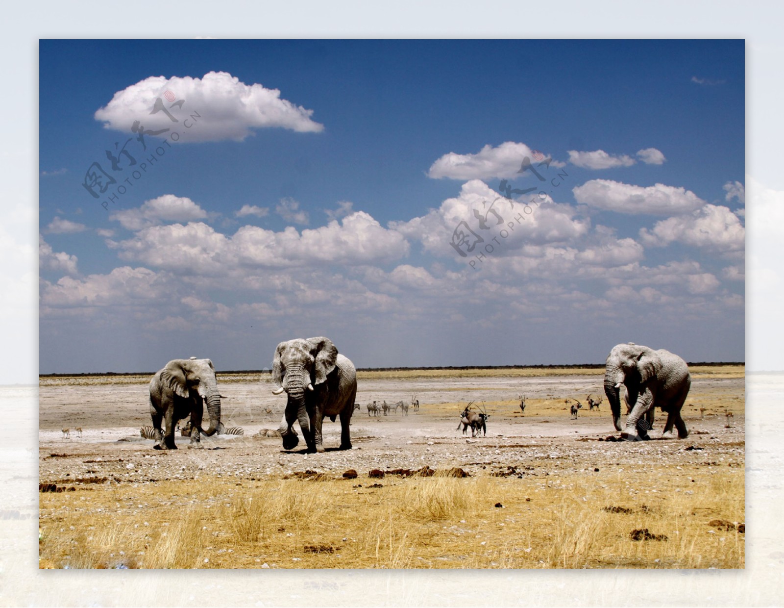 坦桑尼亚大草原图片