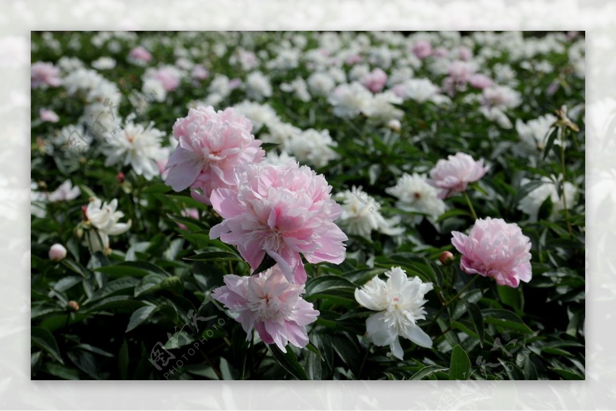 芍药花田图片