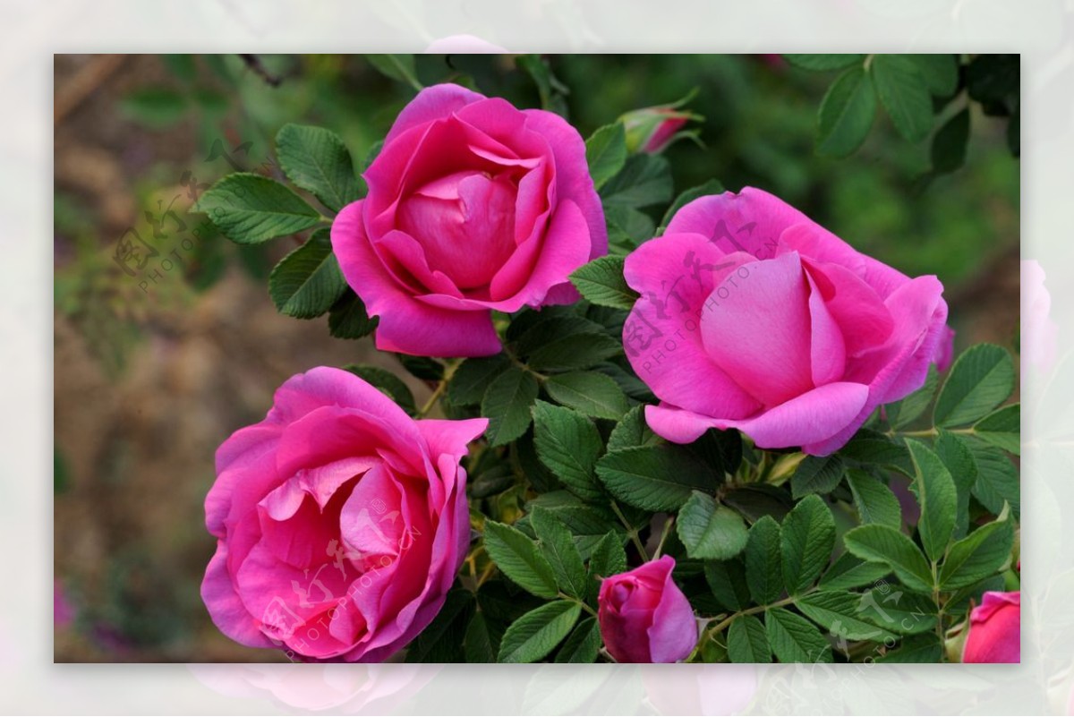 玫瑰玫瑰谷渑池南村玫瑰园图片