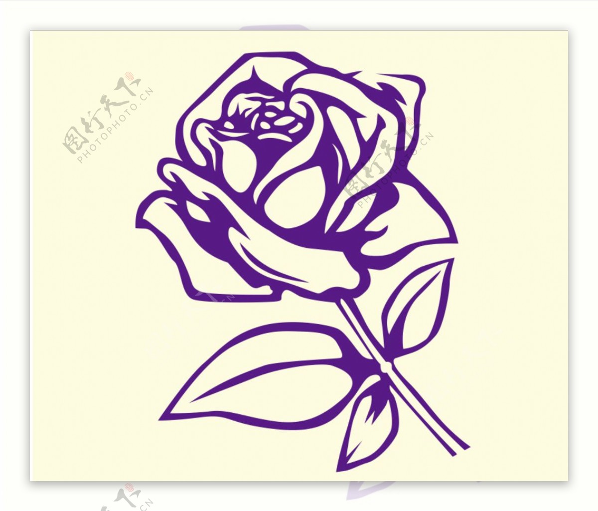 紫色玫瑰图片