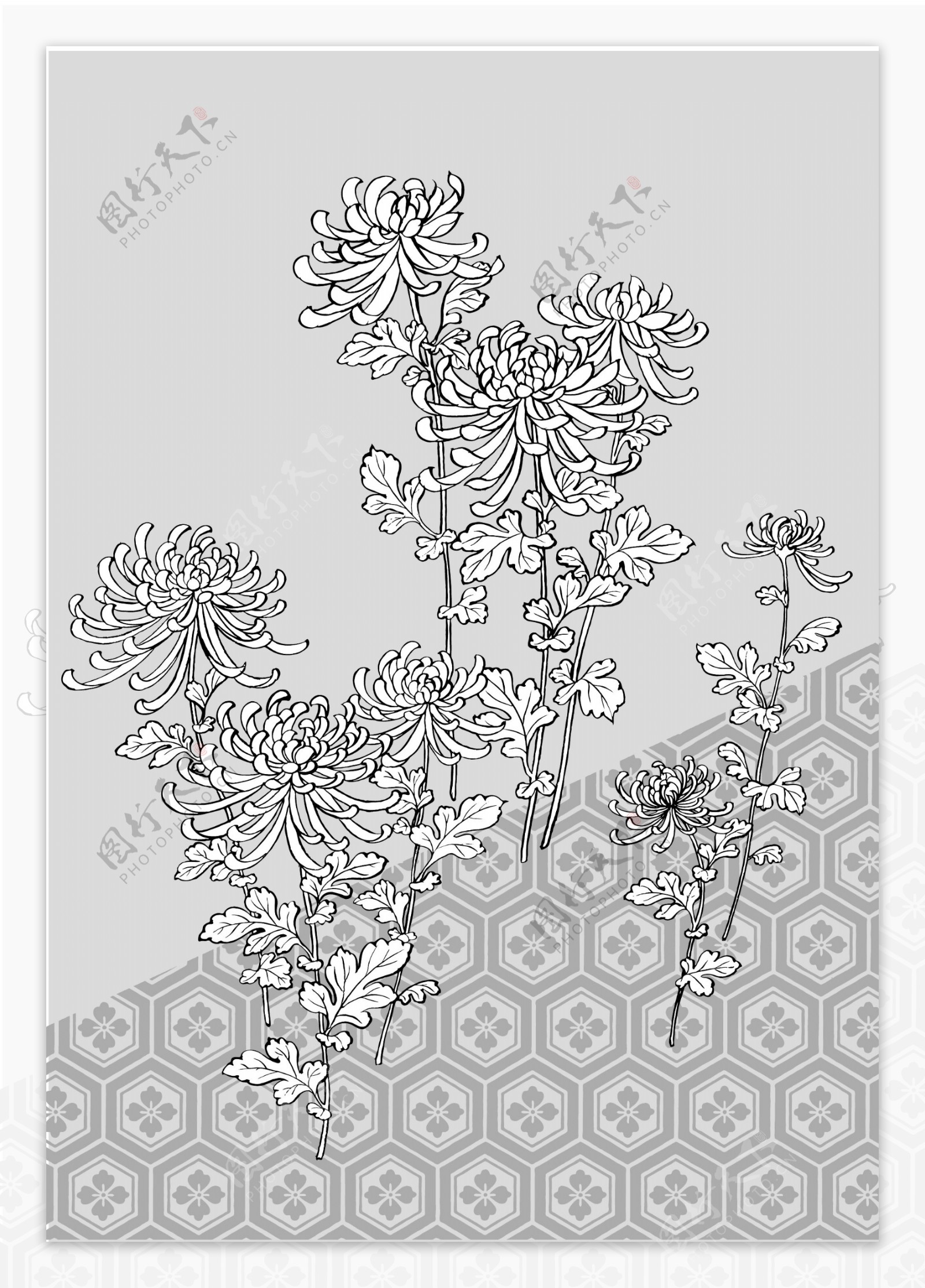 日本线描植物花卉矢量素材39菊花龟甲背景图片