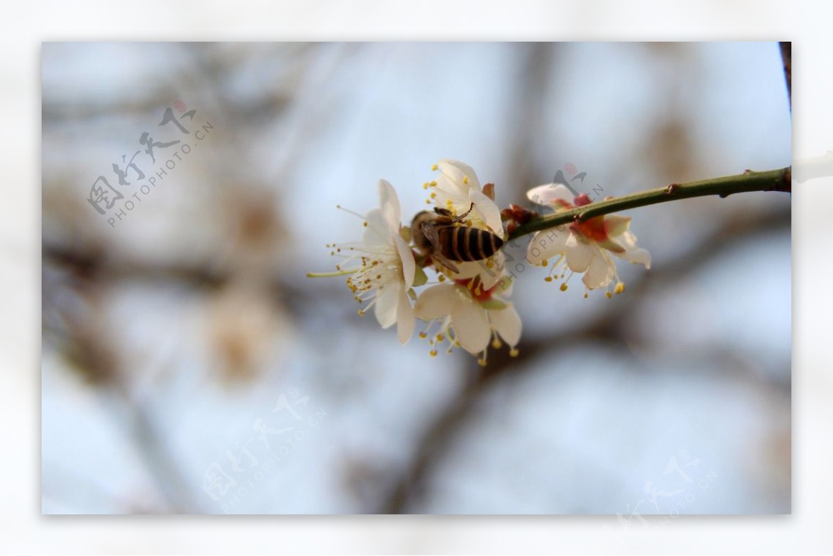 梅花图片