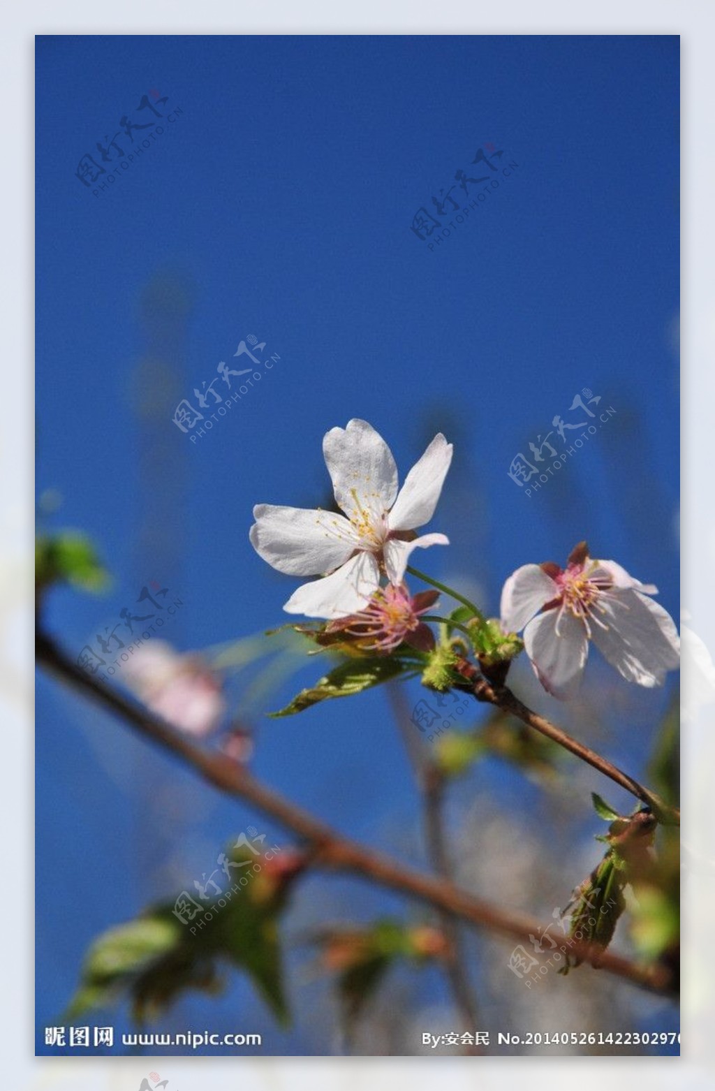 樱花图片