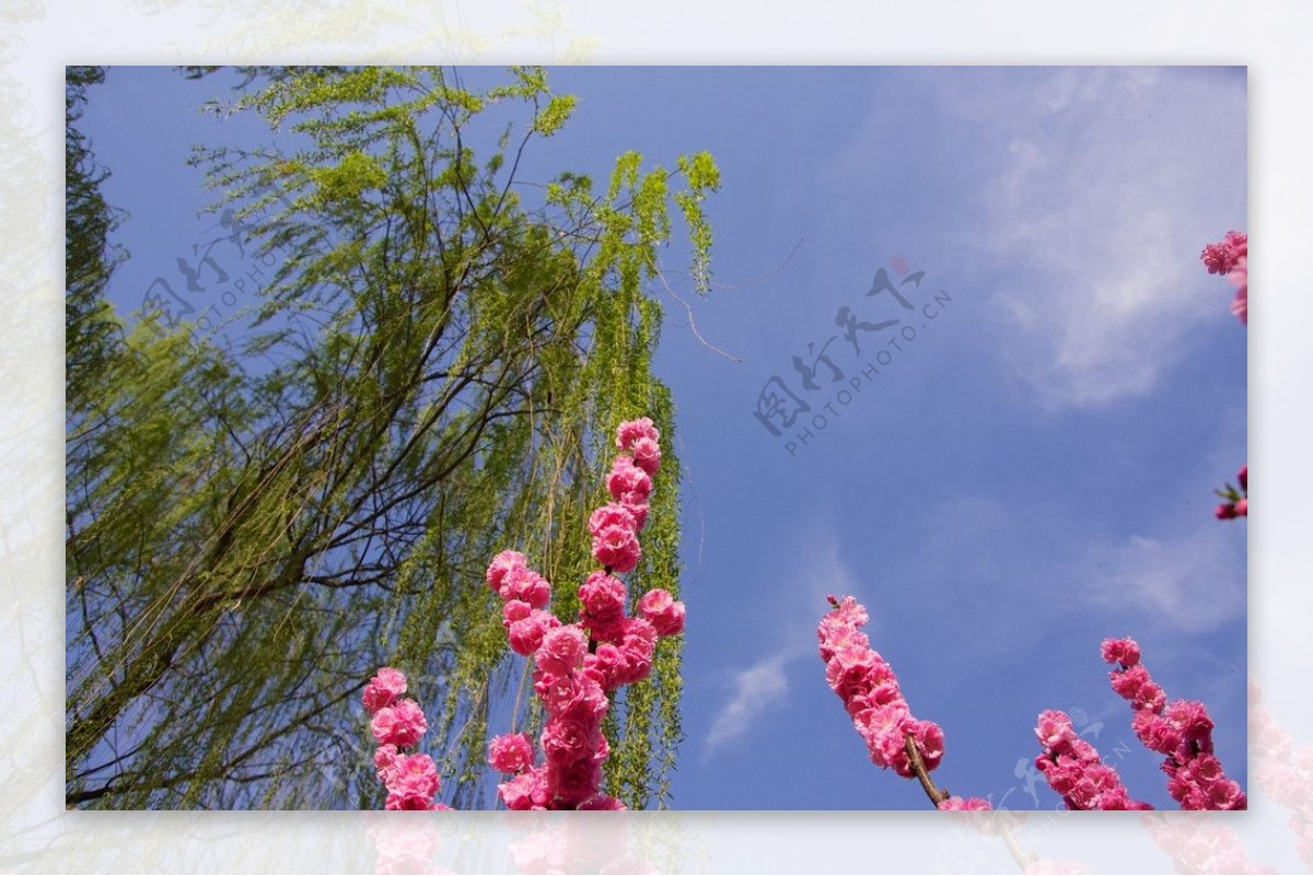 颐和园的春天图片