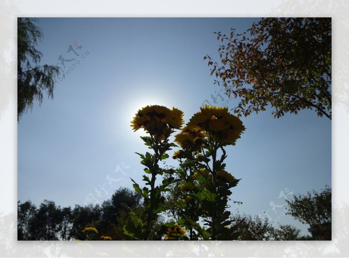 阳光下的菊花图片