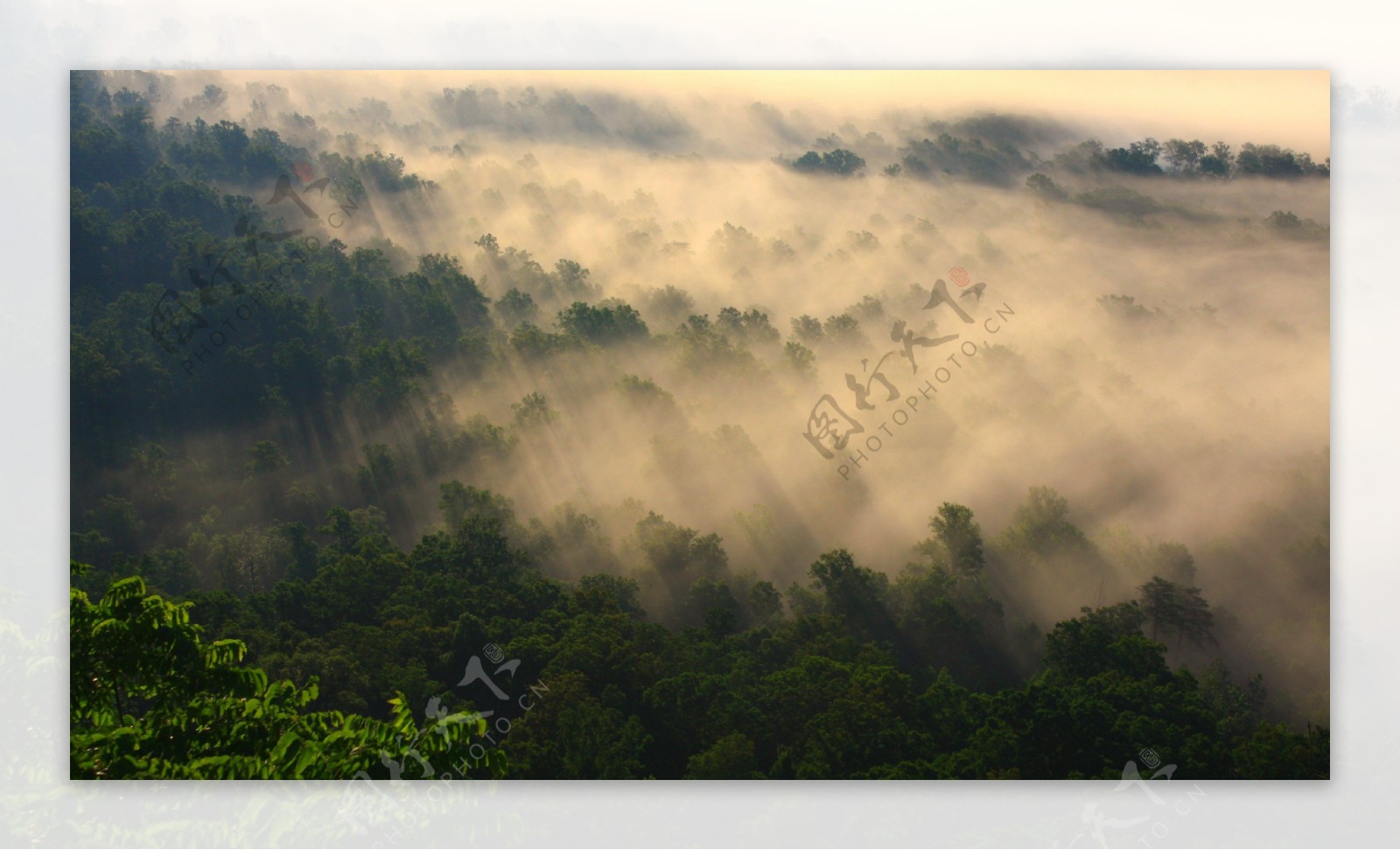 庇哩亚森林的晨曦图片