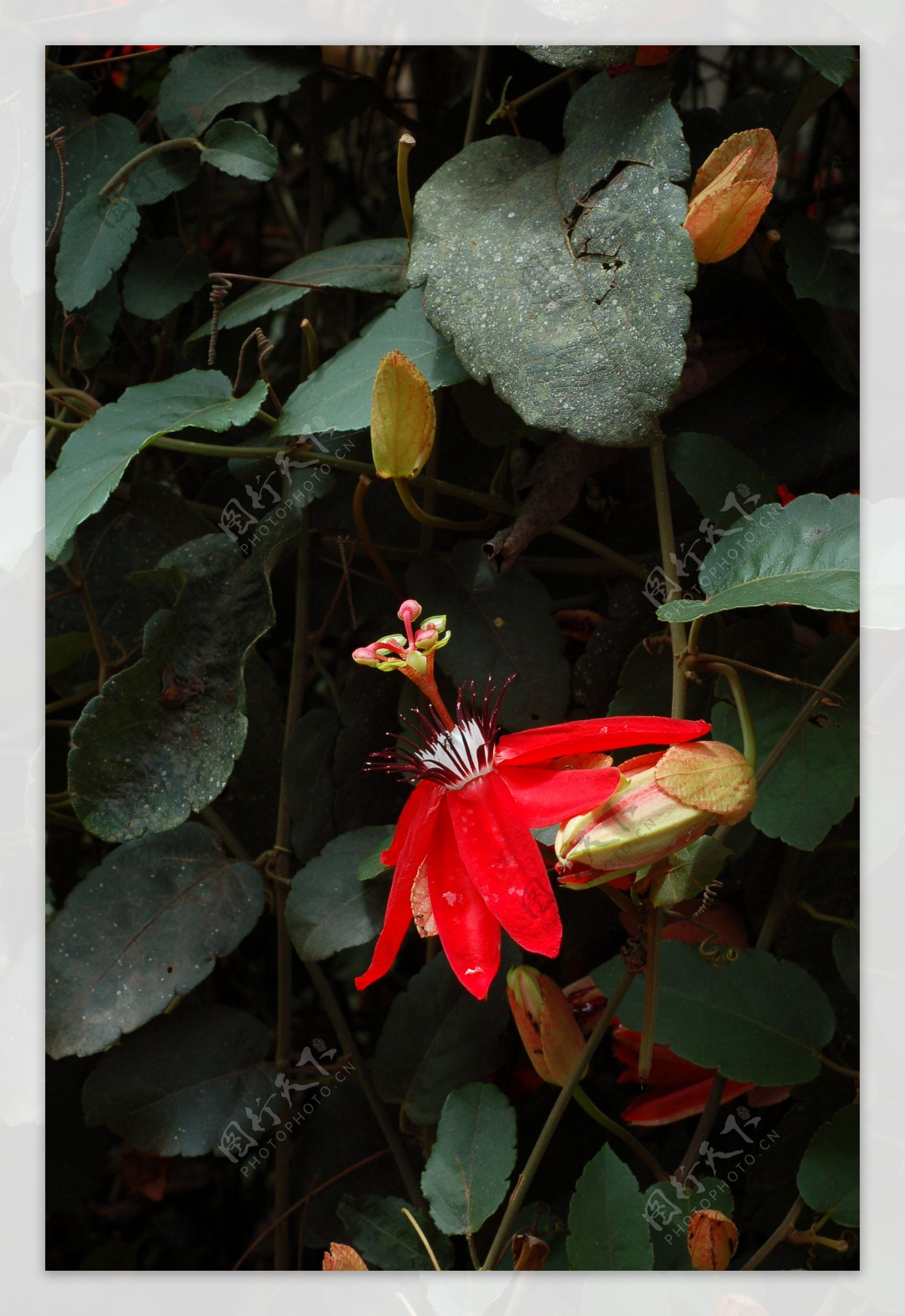 红花西番莲图片