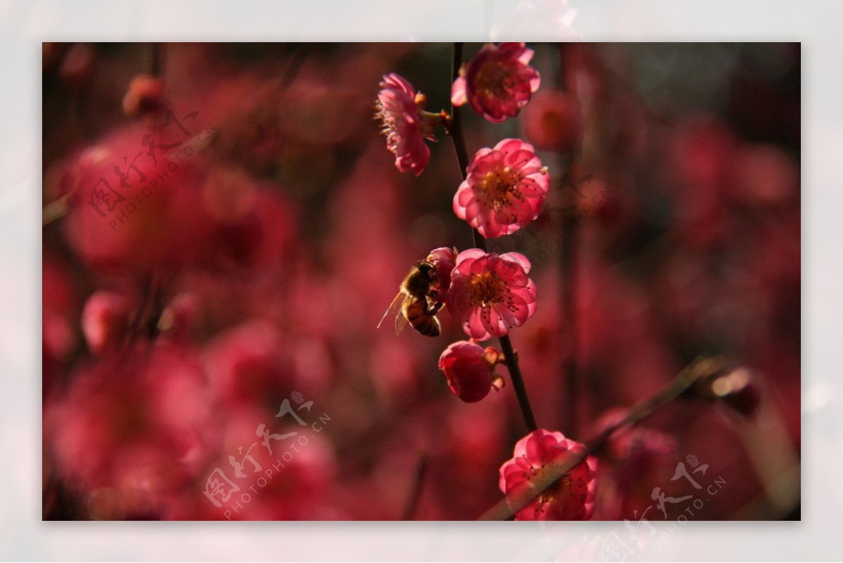 梅花赋图片