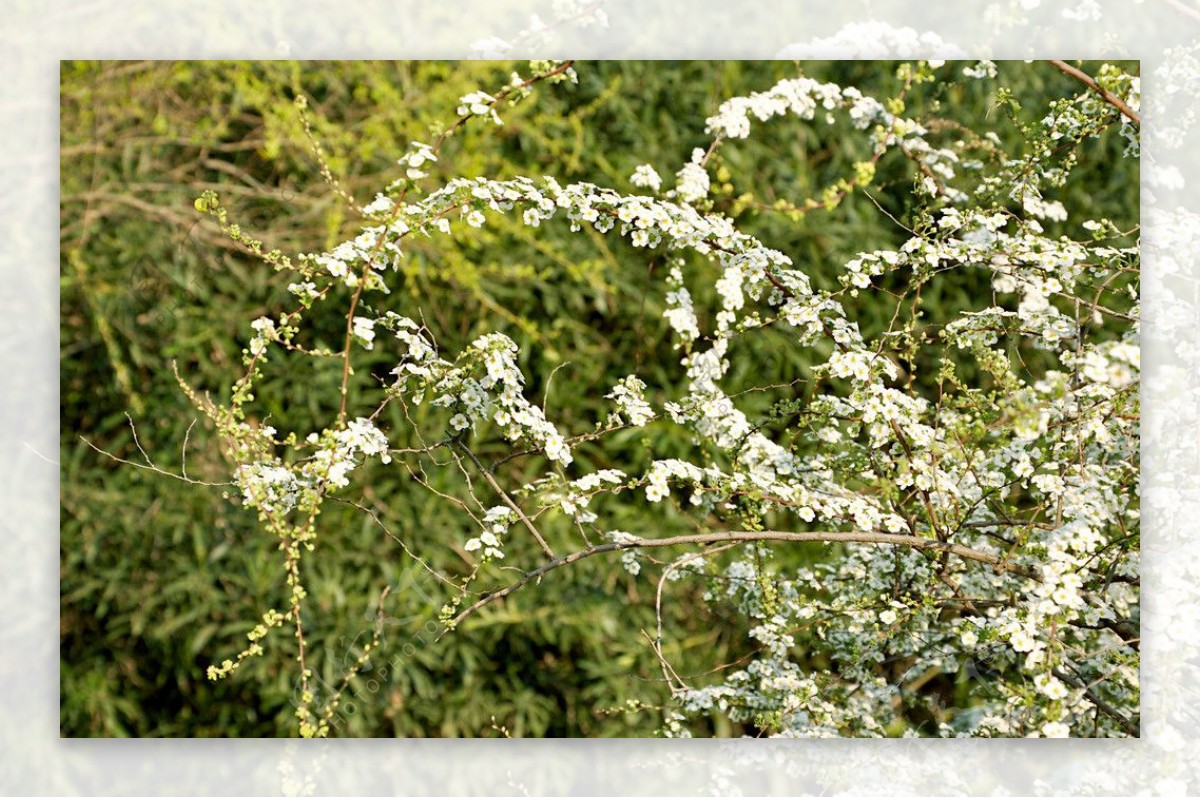 小白花白色花图片