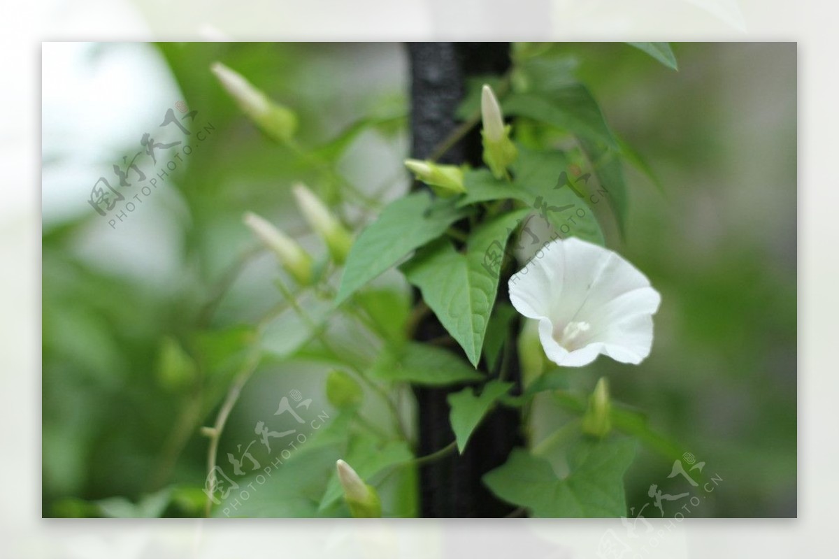 牵牛花图片