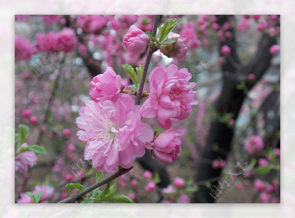 桃花图片