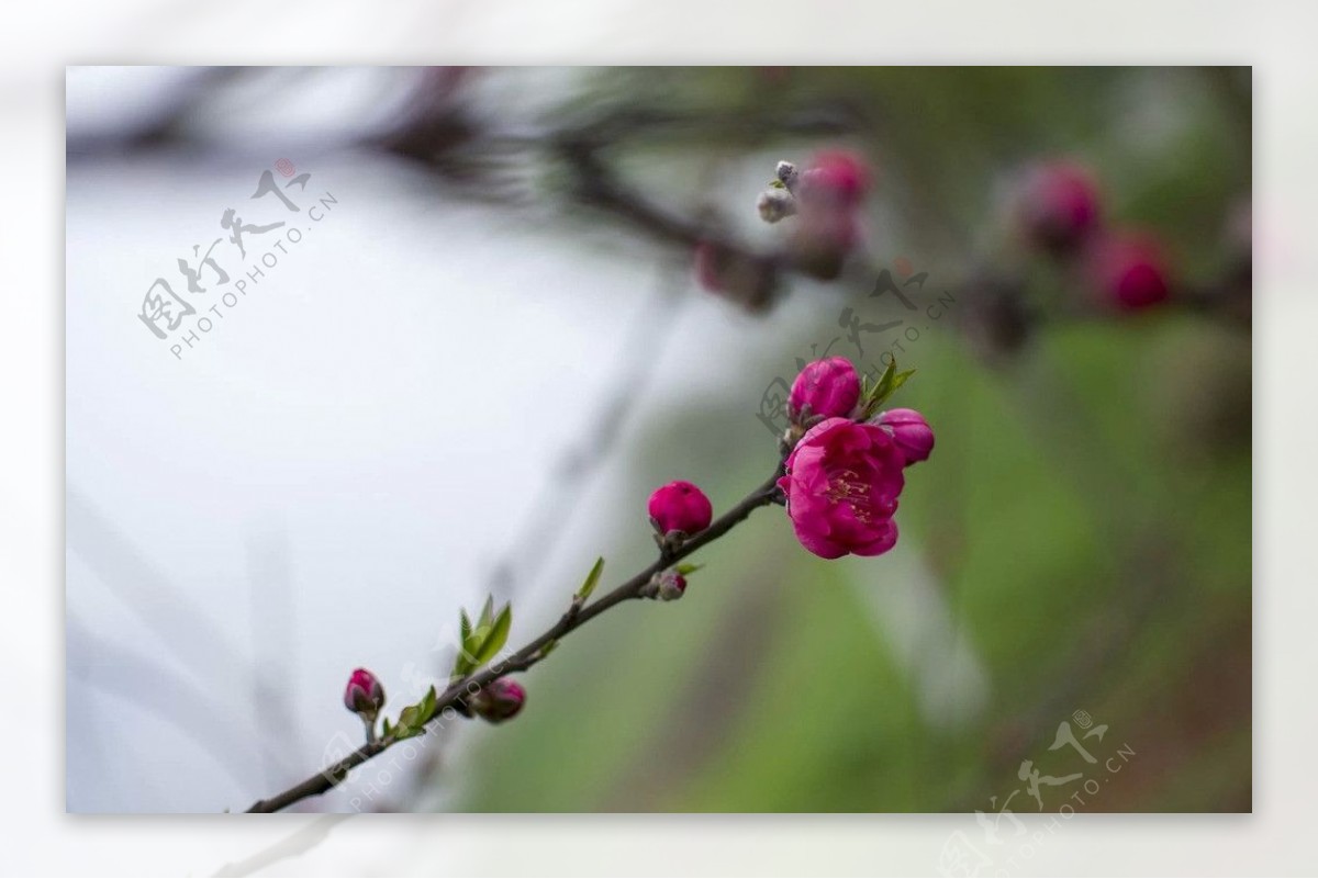 桃花图片