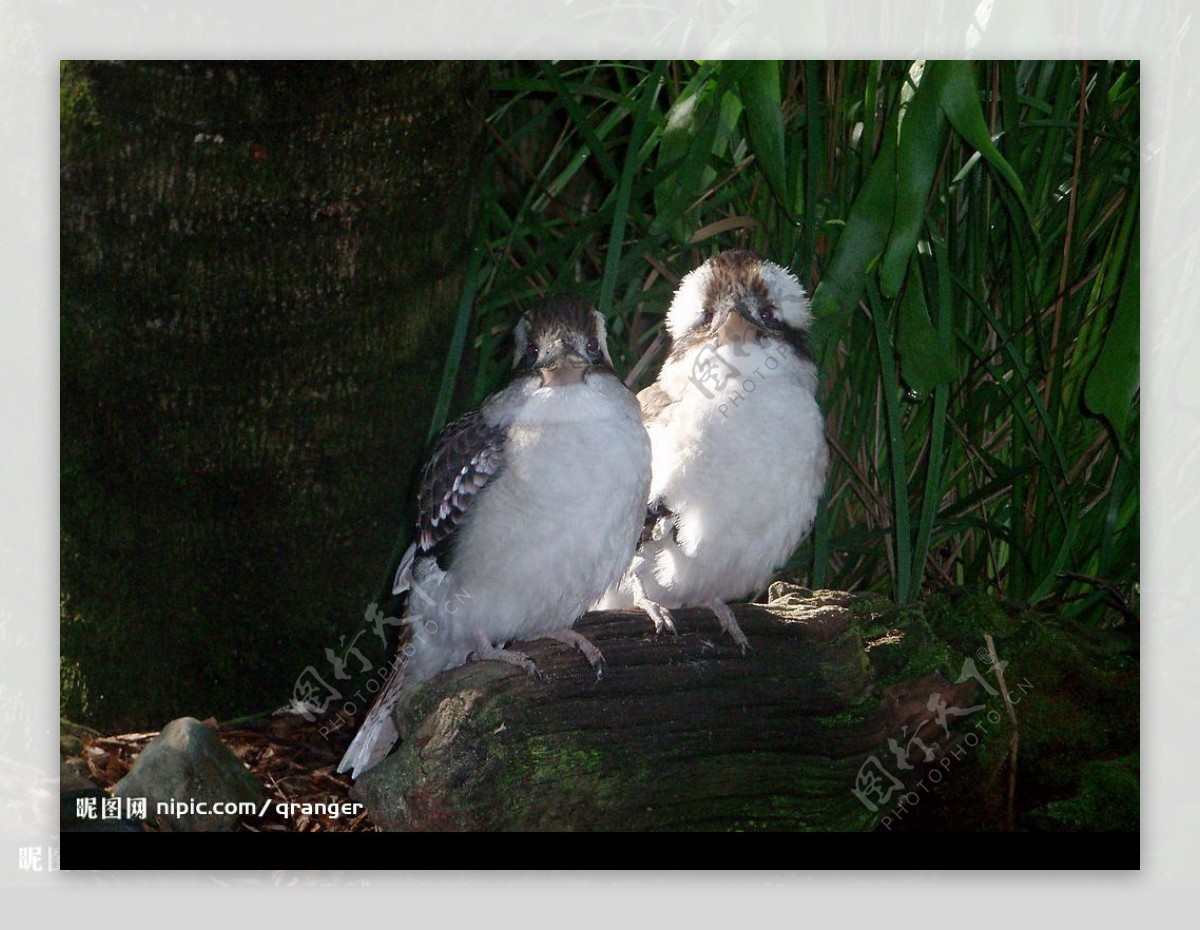 澳洲旅遊翠鳥kookaburra图片