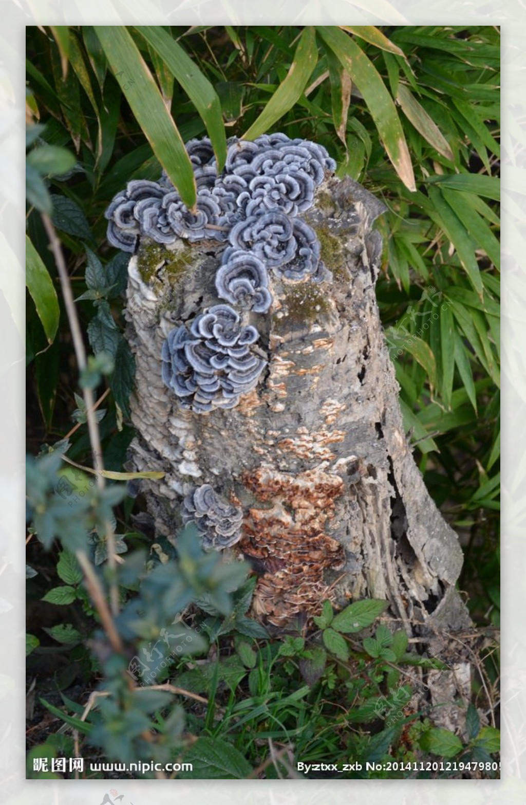 树墩蘑菇图片