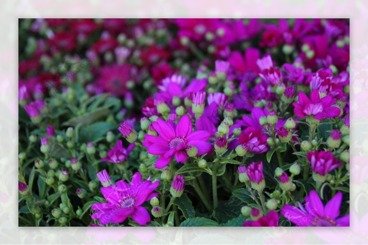 紫色花卉小花紫色花图片