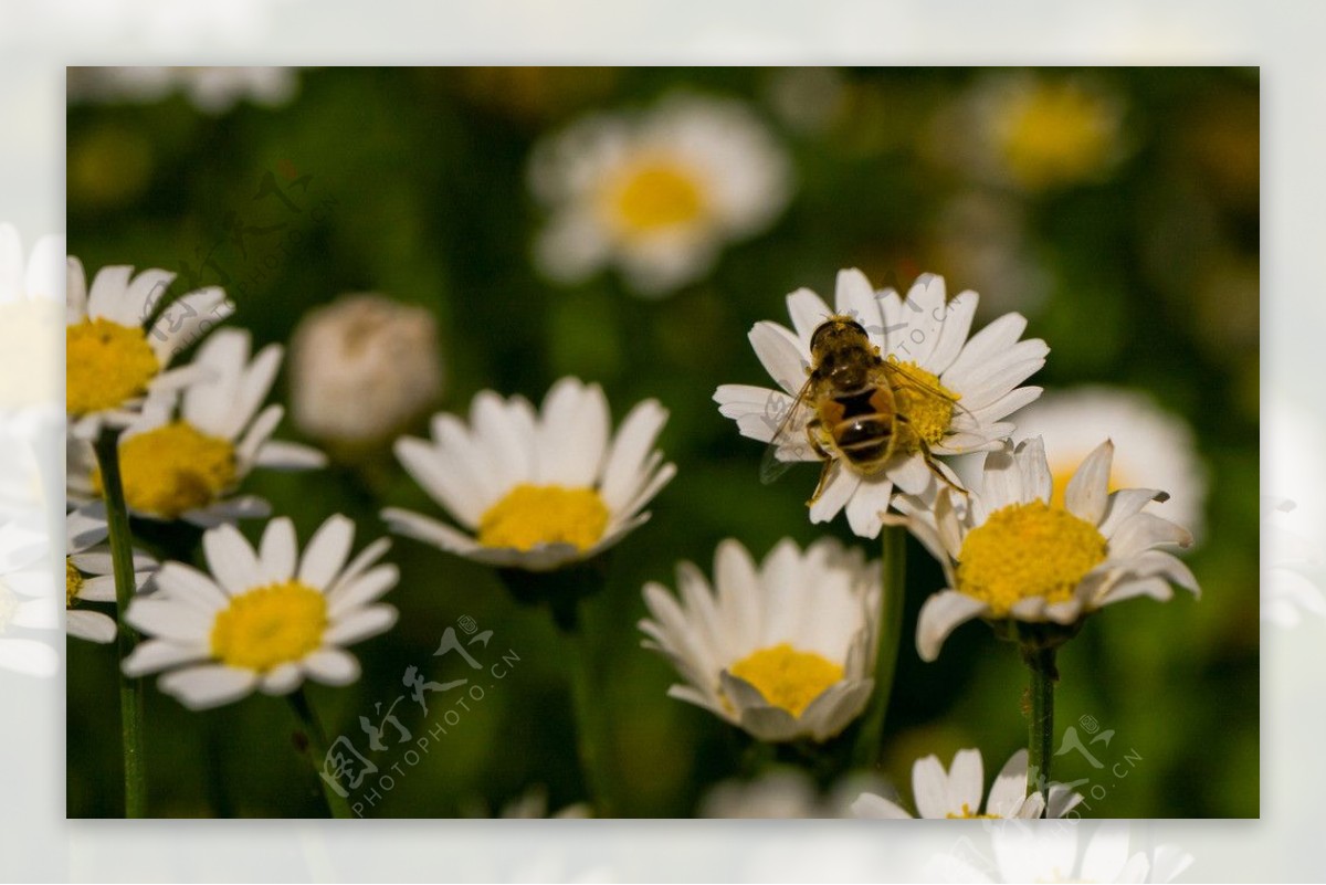 雏菊与蜜蜂图片