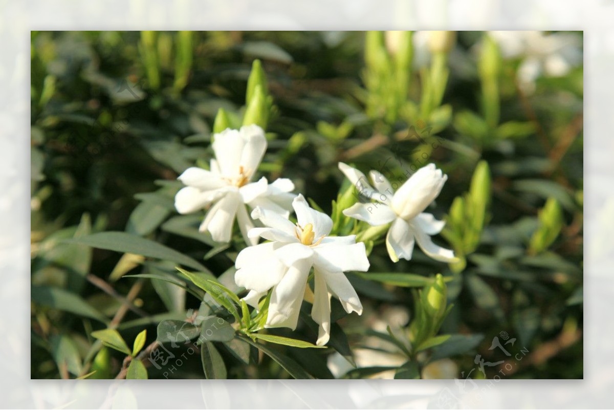 栀子花图片