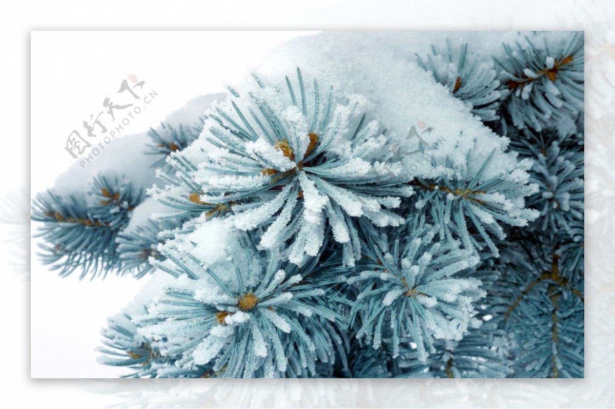 冬季雪松风景图片素材-编号27412005-图行天下