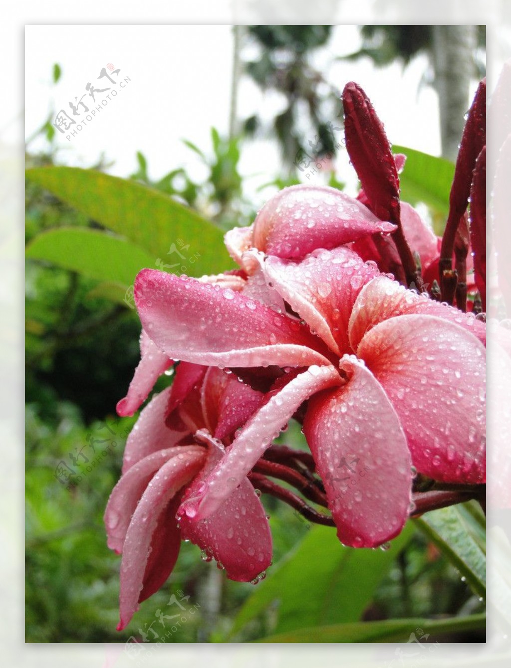 雨后兰花图片