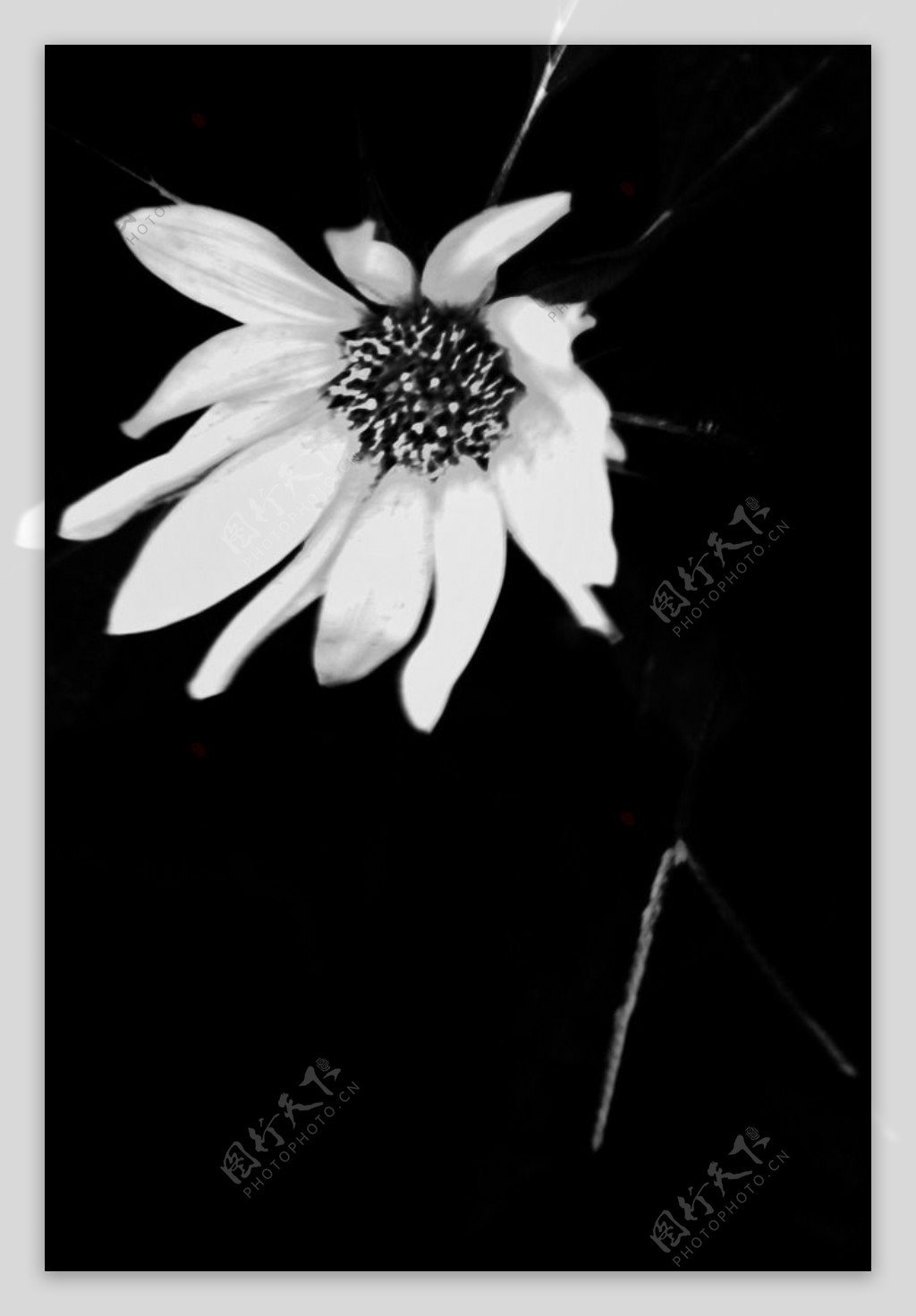 黑白向日葵图片
