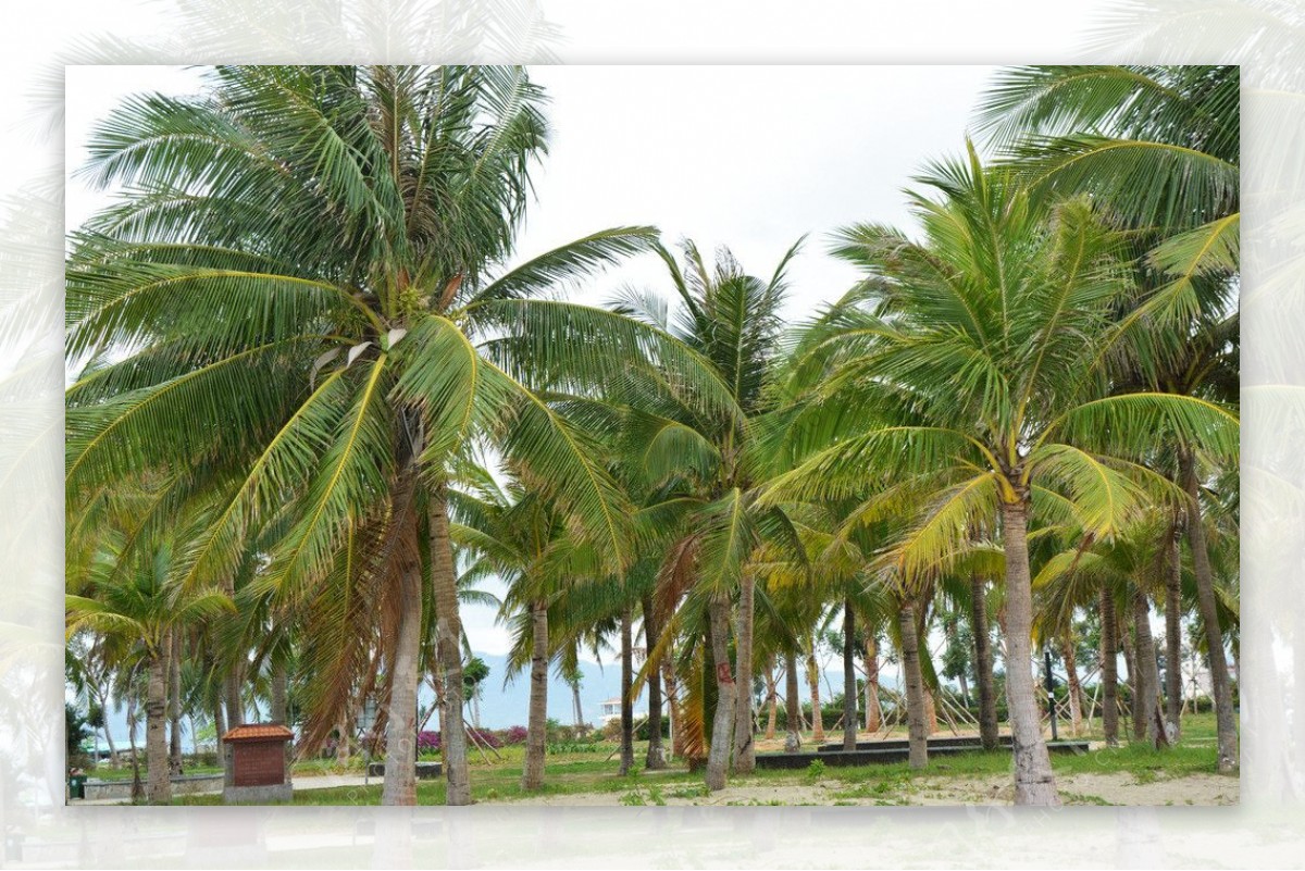 海南椰林图片