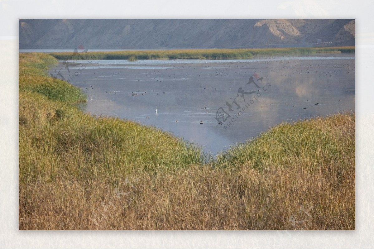 黄河湿地芦苇水鸟图片